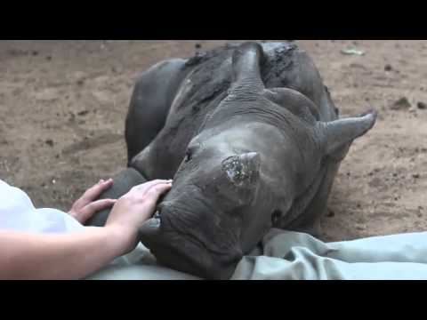 Baby Rhino Won't Sleep Alone After Poachers Killed Mom