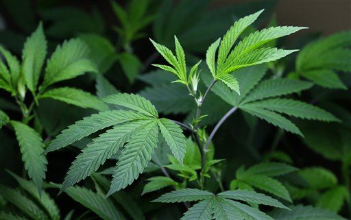 Cops: Brother Hits Brother With ... Pot Plants