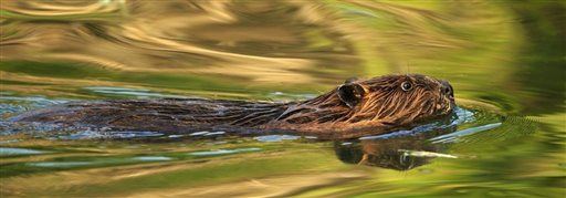 Beaver Savagely Attacks Kayaker
