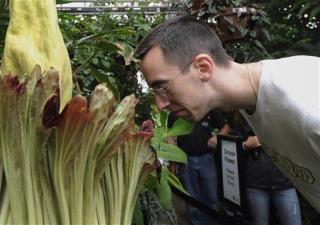 World's Stinkiest Flower to Bloom in Michigan