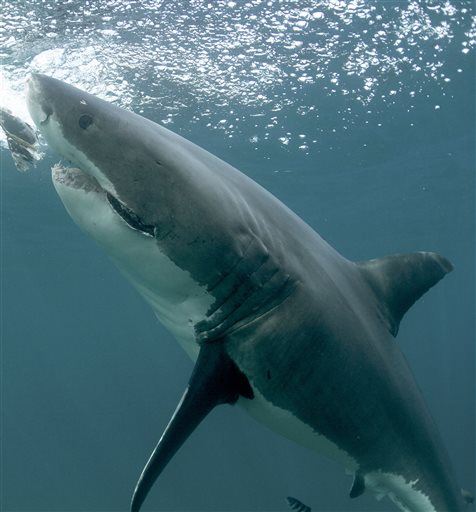 You Can Track 2 Great White Sharks as They Head to Texas