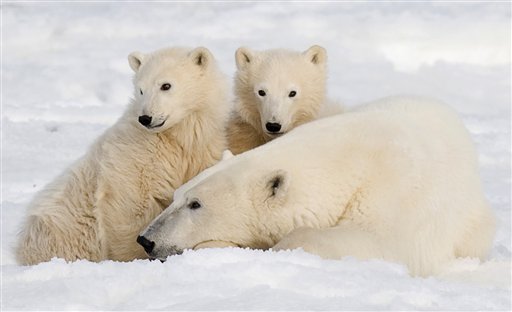 Canada Declares Polar Bears 'At Risk'