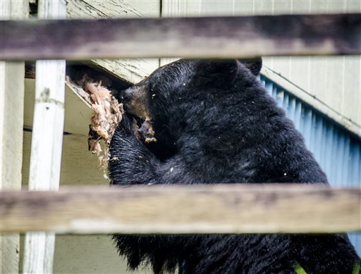 Bear Digs Through House Siding to Get His Honey