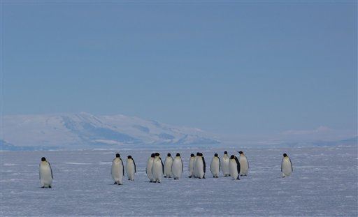 Study Paints Bleak Picture for Emperor Penguins
