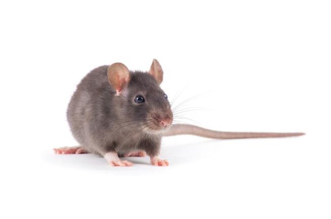 Scores of Dead Rats Found in Arizona Trailer