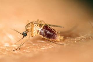 Why Do Mosquitoes Really Like Some People?