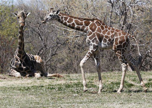 How Giraffes' Skinny Legs Support All That Weight