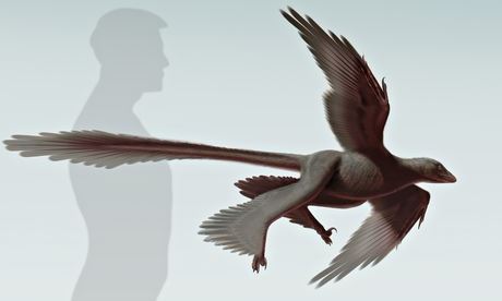 Biggest 'Flying Dinosaur' Had 4 Wings, Long Feathers