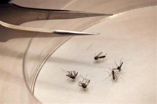 Chikungunya Virus Moves Into US