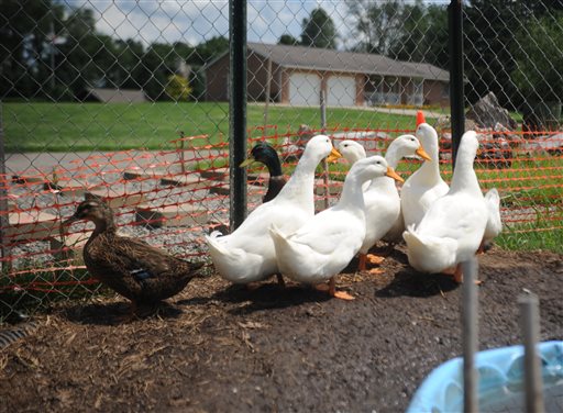 Iraq Vet Fears Losing His 14 'Therapy Ducks'