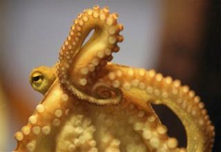 In Mating, Female Octopus Has Lethal Final Move