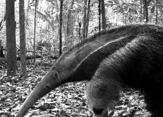 2 Hunters in Brazil Killed... by Giant Anteaters