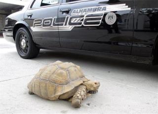 Cops 'Arrest' Huge Tortoise in California