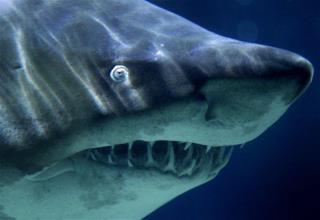 Tactic Curbs Shark Attacks to Nearly Nil