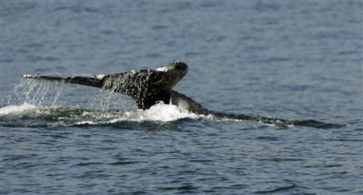 Whales Return to Moby Dick's Old Haunts