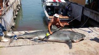 809-Pound Shark Fed to Poor, Homeless