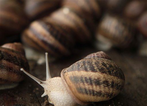 Cavemen First Ate Snails 30K Years Ago