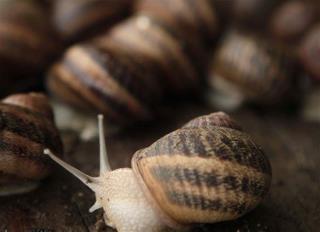 Cavemen First Ate Snails 30K Years Ago