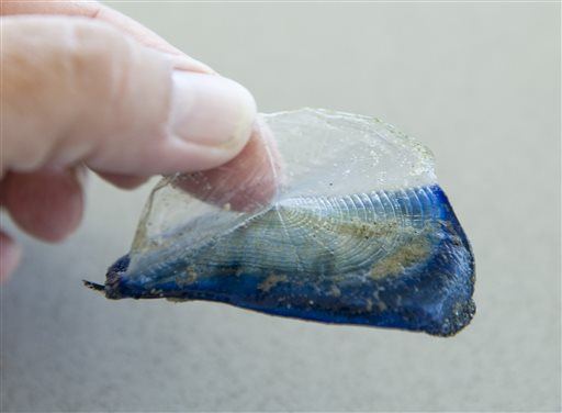 Mysterious Jelly-Like Fish Washing Up Along West Coast