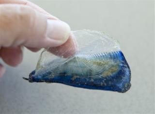 Mysterious Jelly-Like Fish Washing Up Along West Coast