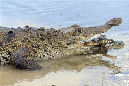 Crocodile Bites Couple in First US Attack