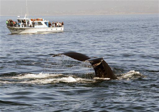 How Whale-Watching Might Be Harming Whales