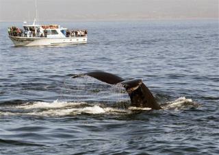 How Whale-Watching Might Be Harming Whales