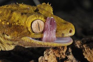 'Space Sex' Geckos Come Back Frozen to Death