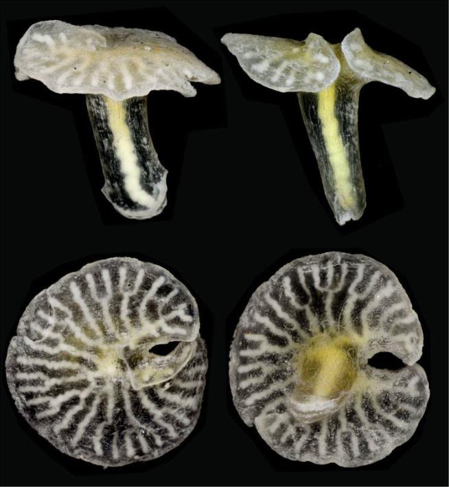 Mushroom-Shaped Critter in Deep Sea Vexes Biologists