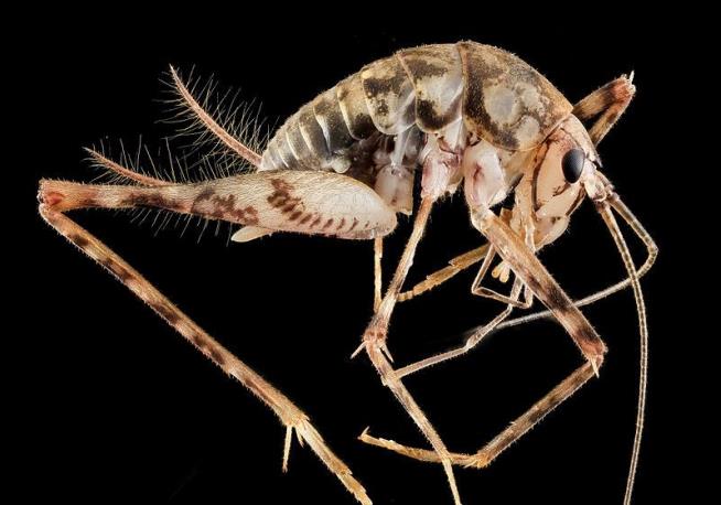 Invasive Asian Crickets May Well Live in Your House