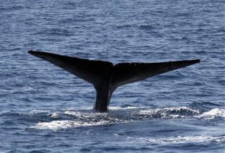 Calif. Blue Whales Back in Business