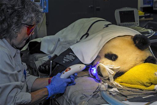 Even Giant Pandas Need Dental Work