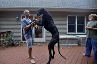 Zeus, World's Tallest Dog, Dies at Age 5