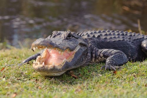 'Tipsy' Hunter Fights Off Crocodile by Poking Its Eye
