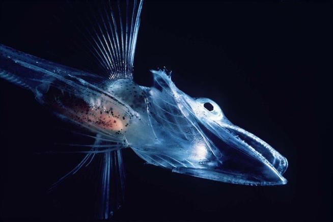 Antarctic Fish Have Ice in Their Veins