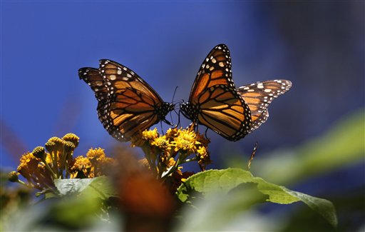 Mexico Spots Hopeful Glimmer for Dwindling Monarchs