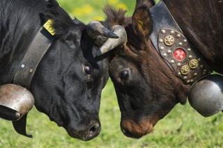 Cows Really Don't Like Cowbells, Study Finds