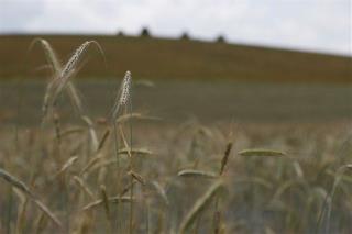 Mystery 'Franken-Wheat' Crop Appears in Montana