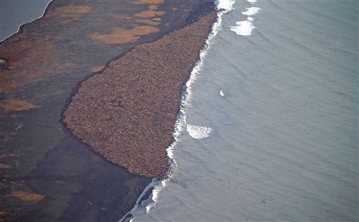 Planes Rerouted to Prevent Walrus Stampede