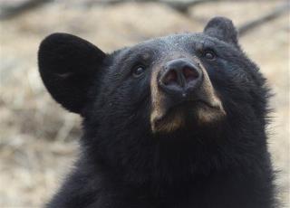 Mystery in Central Park: Dead Bear Cub