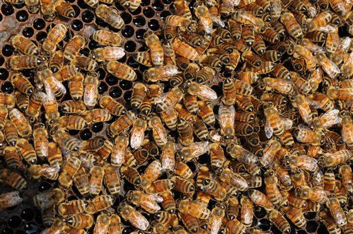 Man Killed by Swarm of 800K Bees
