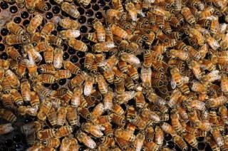 Man Killed by Swarm of 800K Bees