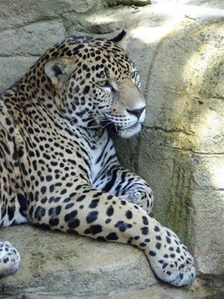 3-Year-Old Bitten in Zoo's Jaguar Display