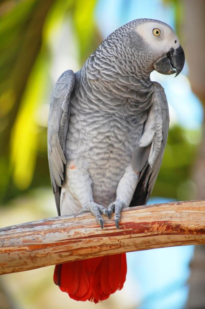 Brit's Missing Parrot Returns Speaking Spanish