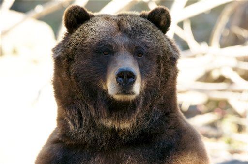 Guy Survives Getting Mauled by Bear, Shot by Friend