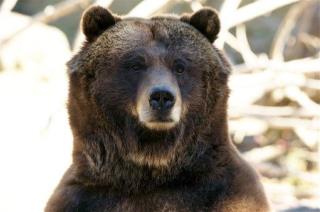 Guy Survives Getting Mauled by Bear, Shot by Friend