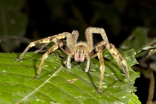 Deadly Spider Found in Family's Bananas
