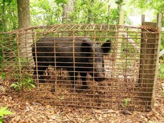 America's Ravenous $1.5B Problem: Wild Pig Surge