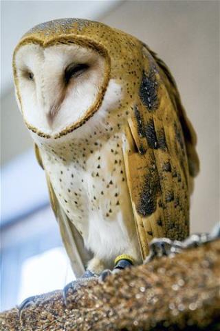 Paraglider Charged With Harassing Owl