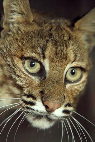 Bobcat Found Hanged Before Football Game